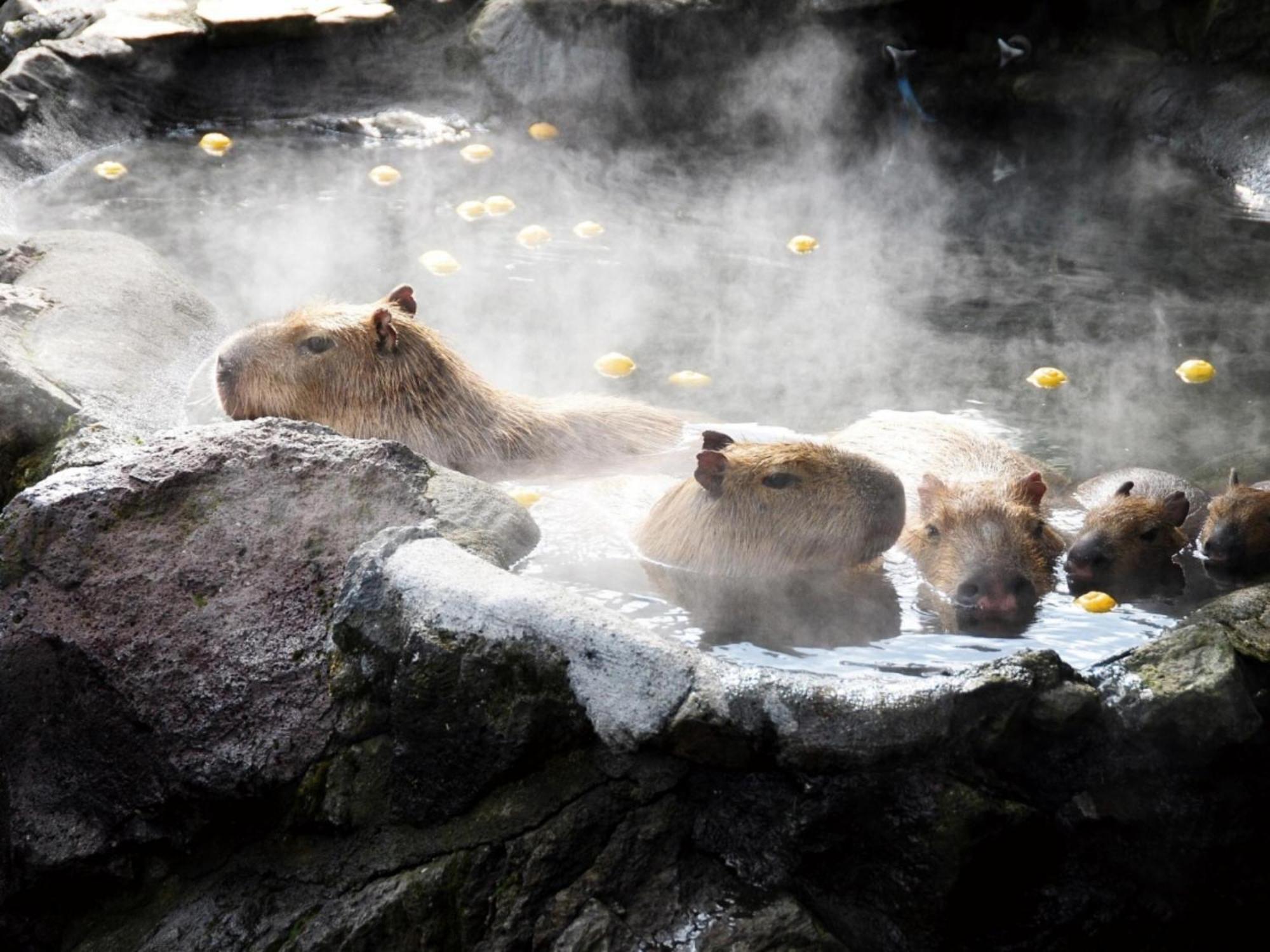 Shuzenji Onsen Hotel Takitei Идзу Экстерьер фото