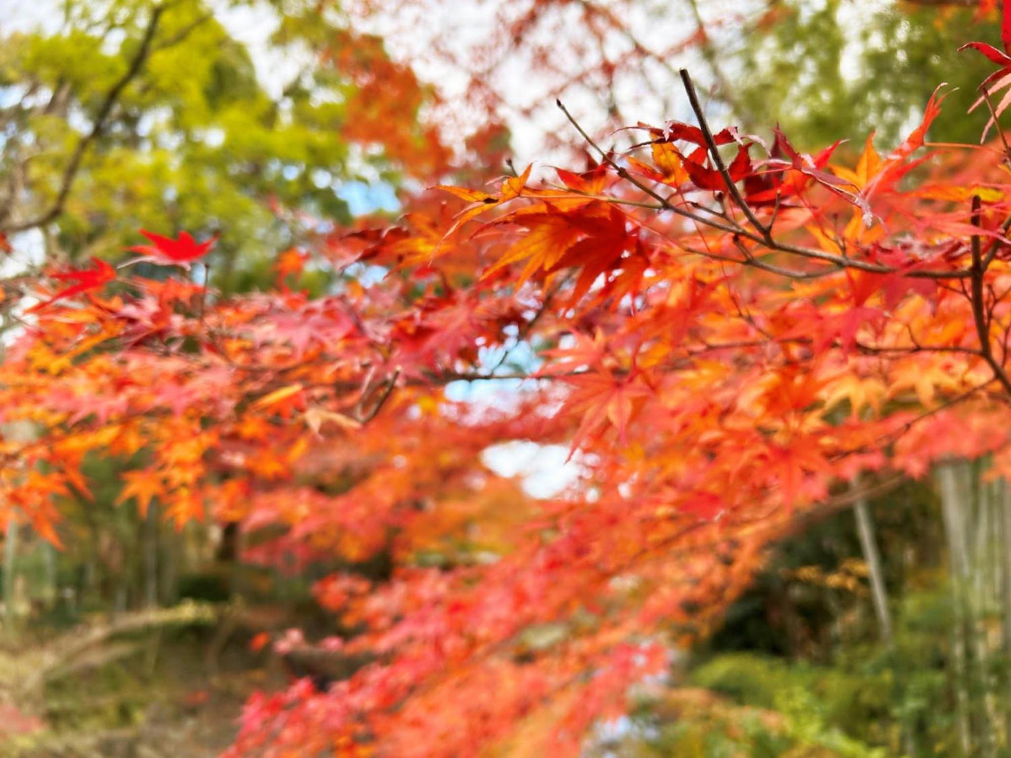 Shuzenji Onsen Hotel Takitei Идзу Экстерьер фото
